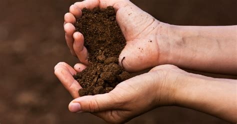 Loam Soil: Composition, Properties, Pros and Cons .